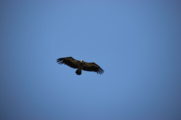 Photo of a black vulture flying over the blue sky in Extremadura, Spain 