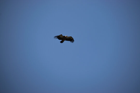 Photo of a black vulture flying over the blue sky in Extremadura, Spain 
