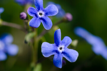 Fototapeta na wymiar Blue forget-me-not flowers close up. Macro. Details. Wild meadow flowers. Petals.