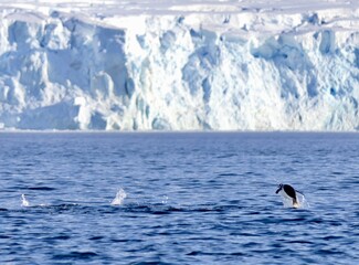 Penguins swimming and jumping in water before glacier, Antarctica 