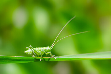 Green grasshopper on a blade of grass close up. Macro. Meadow. Insect. Wild animal. Grass. Summer time.