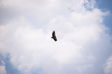 Photo of a black vulture flying over the blue sky in Extremadura, Spain 