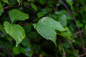 Leaves of a tree in the Park, covered with raindrops