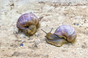 Meeting of two large grape snails with large shells