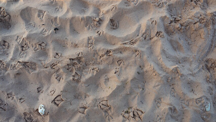 Footprints left behind by Common Gulls and Herring Gulls on the sandy beach at Exmouth, Devon, UK