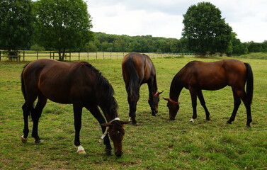 Horses in the pasture