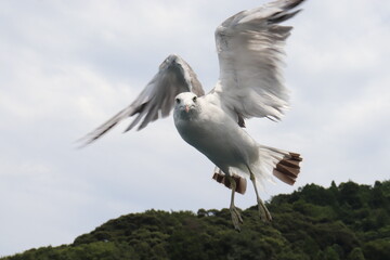 ウミネコ　カモメ　鳥