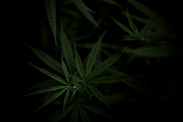 Close up Cannabis Fresh Leaf,Young cannabis plants growing, marijuana leaf background