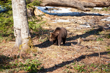 Brown Bear (Ursus arctos) in Lake Clark National Park, Alaska, USA