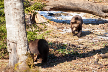 Brown Bears (Ursus arctos) in Lake Clark National Park, Alaska, USA

