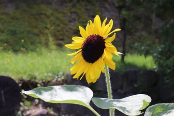 ひまわりの花