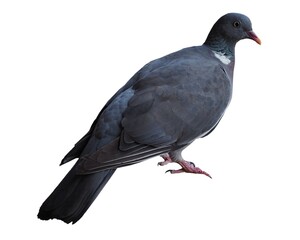 wood pigeon bird animal isolated over white