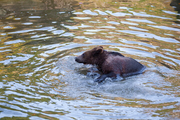 Brown Bear (Ursus arctos) in Lake Clark National Park, Alaska, USA