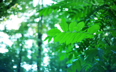 The mystical rainy forest 