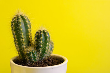 Green cactus with long thorns in a white pot on yellow background. Closeup, space for text. Sweet Summer Style. Minimal Stillife.