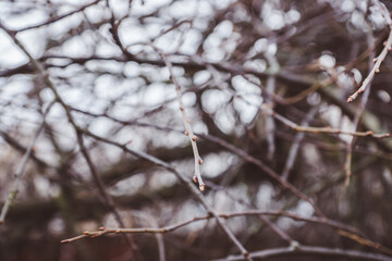 No leaves branches in rainy autumn day. Selective focus. Shallow depth of field.