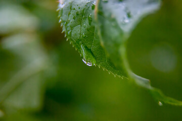 Fototapeta na wymiar water flows down from green leaves after rain