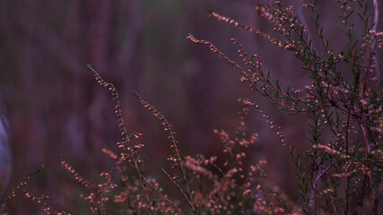 Fines tiges de bruyères ayant l'allure de petite guirlande, dans un décor très sombre
