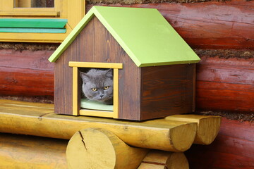 A gray cat during rain is sitting in pet house in terrace on the background of log wall.