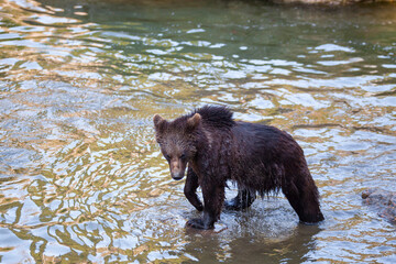 Obraz na płótnie Canvas Brown Bear (Ursus arctos) in Lake Clark National Park, Alaska, USA