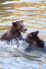 Brown Bears (Ursus arctos) in Lake Clark National Park, Alaska, USA
