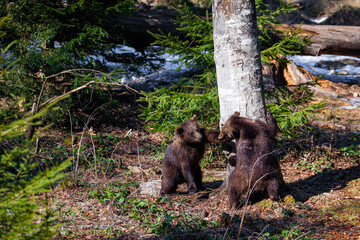 Brown Bears (Ursus arctos) in Lake Clark National Park, Alaska, USA