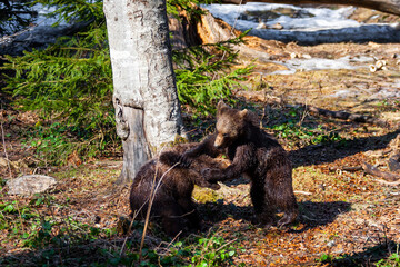 Fototapeta na wymiar Brown Bears (Ursus arctos) in Lake Clark National Park, Alaska, USA