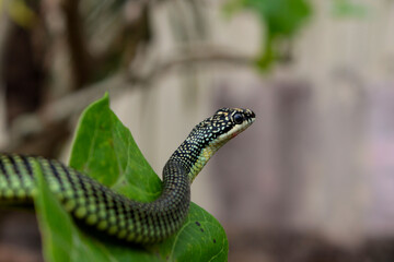 snake in the grass