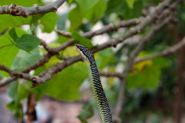 snake in the tree