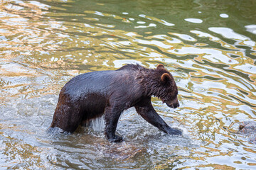 Brown Bear (Ursus arctos) in Lake Clark National Park, Alaska, USA