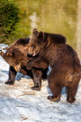 Brown Bears (Ursus arctos) in Lake Clark National Park, Alaska, USA