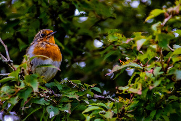 Robin Perched