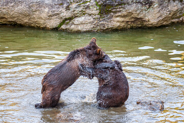 Brown Bears (Ursus arctos) in Lake Clark National Park, Alaska, USA