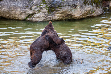 Brown Bears (Ursus arctos) in Lake Clark National Park, Alaska, USA
