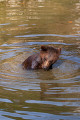 Brown Bears (Ursus arctos) in Lake Clark National Park, Alaska, USA