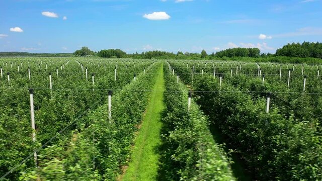 A View Of The Seedlings Of Trees From The Air, Flying Over Tree Seedlings, A Garden Center