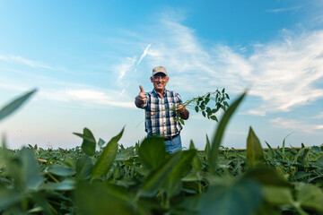 Senior farmer standing in soybean field examining crop showing thumbs up.
