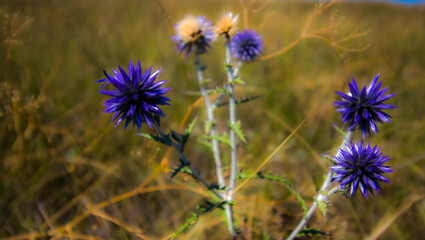 Blue thorns