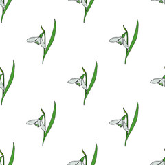 Seamless pattern with gentle snowdrops on white background. Vector image.