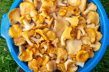  Yellow chanterelles mushrooms in the bucket