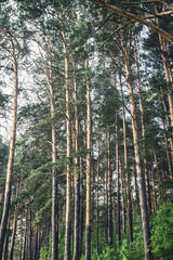 Beautiful summer forest with different trees