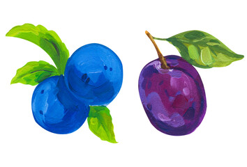 Hand drawn acrylic painting on white background. illustration of fruit plum