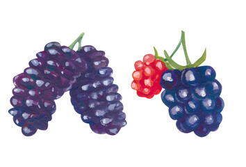 Blackberry and mulberry isolated, acrylic painting on white background