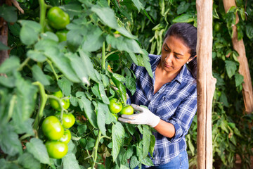 Latino female farmer examining growing green tomatoes on vegetables farm