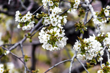 cherry blossom in spring