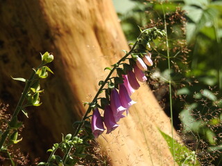 Naparstnica purpurowa © Dariusz