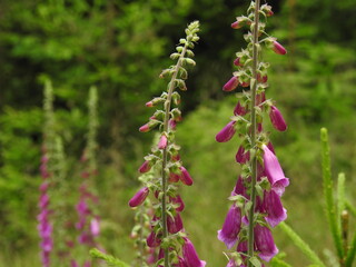 Naparstnica purpurowa © Dariusz