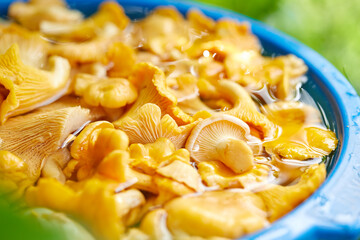  Yellow chanterelles mushrooms in the bucket