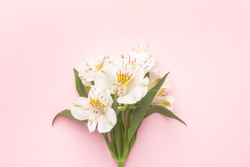 Fototapeta na wymiar White flower Alstroemeria on a pink background with copyspace