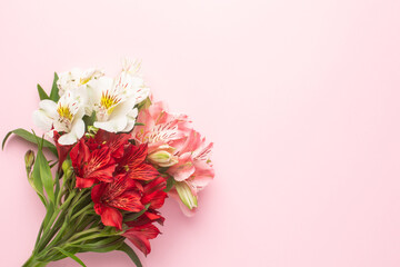 White and pink flower Alstroemeria on a pink background with copyspace